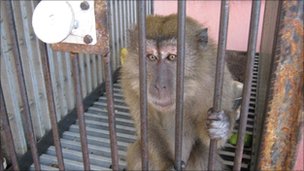 The macaque monkey will be found a new home in south Wales