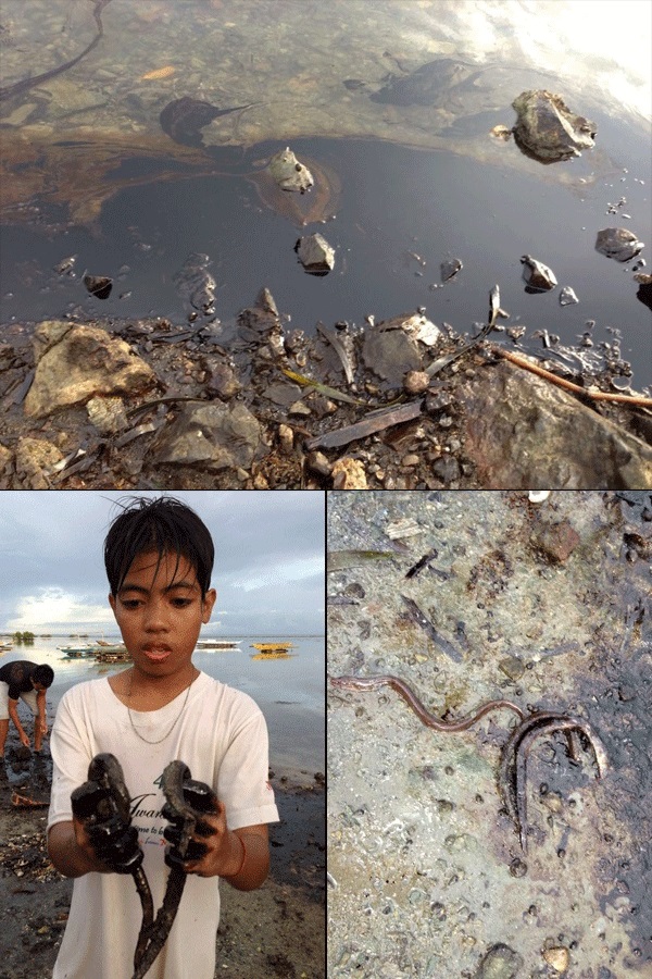 A boy (bottom left) holds two oil-coated bagasi or salt water eels, which thrive in Cordova town, Mactan Island Cebu. Oil spill is seen in the waters near the shore of Mactan Isldan. Photo from the Office of Cebu Rep. Luigi Quisumbing