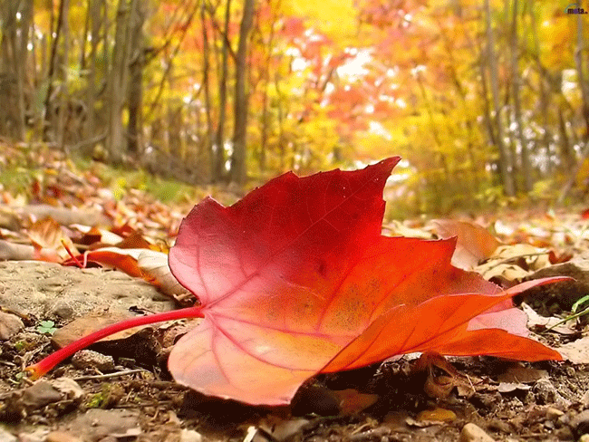 Sadness, Falling Leaves and October - Genel - SeaNews