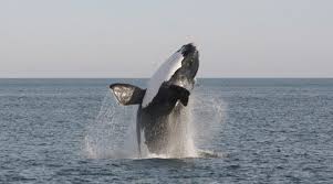 Passage of whale off Georgia closes channel to US Navy and shipping