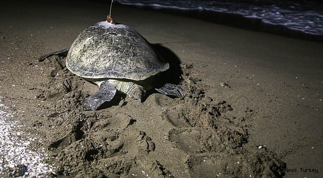 Sea turtle went from Turkey to Egypt in 48 days